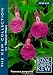 Orchid Ginger 10 Seeds - Roscoea