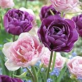 513oWFDQ14L. SL160  Double Late Tulip Bulbs Spring is Here Mix