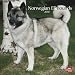 Norwegian Elkhounds 2010 Wall Calendar