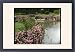 Framed Prints of Brambles and pink flowers beside a lake from Mary Evans