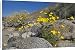 Canvas Prints of Mexican Gold Poppies and Brittlebush (Encelia farinosa) grow between rocks in from Ardea Wildlife Pets