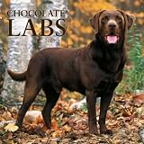 Kitchen & Housewares : Labrador - Chocolate 2009 Calendar