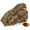 Moroccan Trilobite Fossil