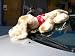 GIANT STUFFED PUPPY DOG - 44" ALMOST 4-FEET LONG, HUGE LIFESIZE PLUSH ANIMAL - COLOR: MINK * AMERICAN MADE IN THE USA AMERICA