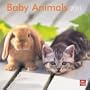 Baby Animals 2011 Square 12X12 Wall Calendar (Multilingual Edition)