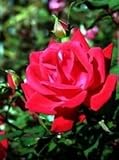 Rose- Double Red Knock Out Rose Bush Gallon Pot