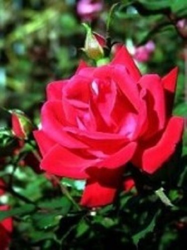 Double <strong>Knockout Roses</strong>