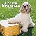 cocker spaniel - Cocker Spaniel 2009 Wall Calendar 12