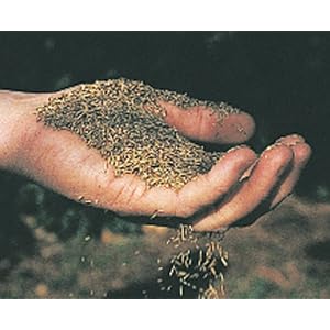 Canada Green Grass Seed