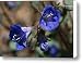California Bluebells Canvas Print / Canvas Art - Artist Ellen Henneke
