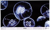 GloFish 19025 Aquarium Background, Jellyfish/Anemone
