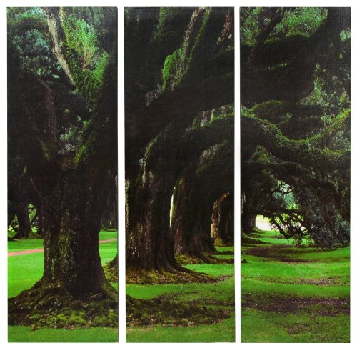 31 Tree of Life Photo Print on Stretched Canvas - 31.5 x 31.5