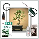 Joebonsai Ficus Bonsai Tree l Do it yourself kit Joebonsai Ficus Bonsai Tree l Do it yourself kit