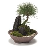 CONCENT 創作 盆栽 厳格
