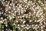 Thymian - Thyme 01 - 24