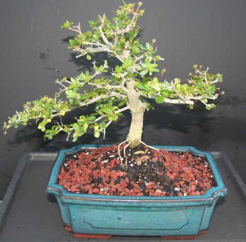 Black Olive Bonsai Tree by Sheryls Shop