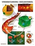 513qcRiRt3L. SL160  Chart   Understanding Cholesterol