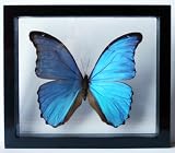 Real Blue Morpho Butterfly Framed and Mounted in Black Display