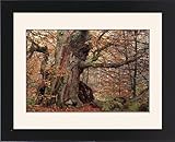 IMAGE OF Framed Prints of Ancient Oak Tree - Autumn colour in old forest of Sababurg, october from Ardea Wildlife Pets