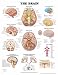 Book The The Brain Anatomical Chart