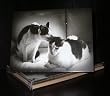 Talk to the Paw! Birthday Greeting Cards - Fur balls