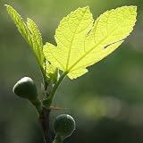 Common Fig 20 Seeds - Ficus carica - Grow Your Own Figs