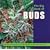 The Big Book of Buds: Marijuana Varieties from the World's Great Seed Breeders