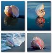 Shells Set by Ruth Burke 8"x10" Art Print Poster