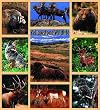 Yellowstone Wildlife Coverlet