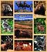 Yellowstone Wildlife Coverlet