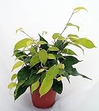 513skuPkSjL. SL160  Neon Weeping Fig Tree   Ficus benjamina   Easy to Grow   4 Pot