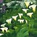 Arums Art Poster Print by Jordane D. Grux, 16x16