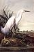 John James Audubon Snowy Heron White Egret Print 24"x36"