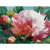 Unframed Wendy's Peonies by Thelma Parsons - 24 X 30