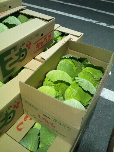 キャベツ　佐賀県産・九州各県産　4玉～9玉入　1ケース約10kg
