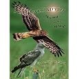 "Northern Harrier, Living on the Wing" Wildlife Video Birds of Prey Raptors Hawks