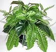 15" Mixed Greenery with Fern & Philodendron Plant