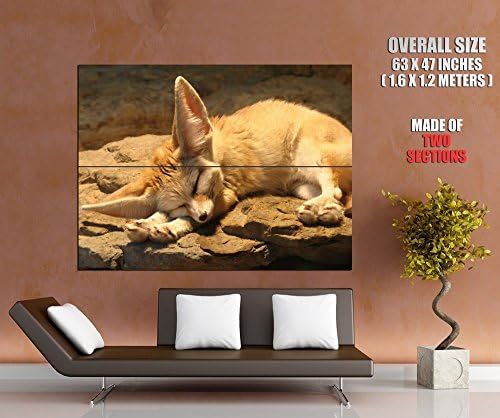 FENNEC FOX Cute Sleeping Animal Print POSTER GIGANTIC SIZE 63x47 inches (160x120 cm) - made of 2 sections