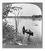 Historic Print (L): [Hunting from a canoe (with 2 dogs) on Shaky Lake, Menominee Coun...