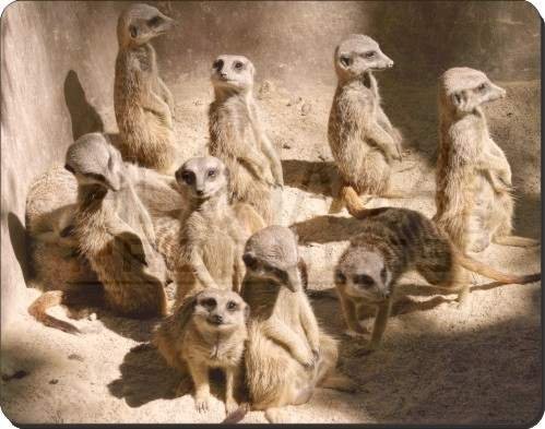New-Family of Meerkats Computer Mouse Mat Meer Kats Gift