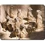 Family of Meerkats Mouse Mat