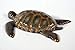 LX Handpainted Brown Tropical Sea Turtle Beach Tiki Bar Wall Mount Decor Plaque Kid Decor 8