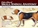 Color Atlas of Small Animal Anatomy: The Essentials