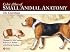 Color Atlas of Small Animal Anatomy: The Essentials
