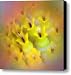 Budding Love Canvas Print / Canvas Art - Artist Bill Kellett