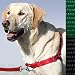 Easy Walk Harness - Medium, Green-Black