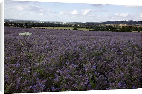 Canvas Prints of Fields of heather from Country Life 