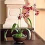Orchids Burlee - Miltona Orchid Silk Flower Arrangement