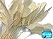Moonlight Feather | 1 Dozen - Ivory Stripped Rooster Coque Tail Feathers Craft Costume Supply