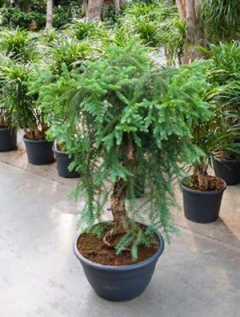50 Seeds Araucaria Bonsai Tree Seeds